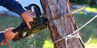 How Our Tree Care Process Works  in Day Valley, CA